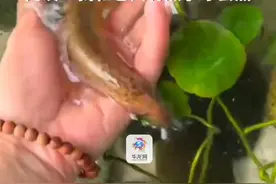 6月24日，湖南长沙。女生把泥鳅当宠物养，养一段时间后就能熟练沟通。网友：我和它只有煮了才会熟。（华龙网原创采访报道）视频封面