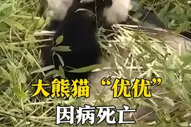 3月28日（发布时间），雌性大熊猫“优优”因病经连续抢救无效死亡。它1998年出生于卧龙核桃坪基地，一生育有9崽存活。#大熊猫视频封面