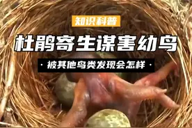 杜鹃寄生也有好处？抢占鸟巢谋害幼鸟，被其他鸟类发现会怎样？ （1）#杜鹃 #鸠占鹊巢 #揭秘 #科普视频封面