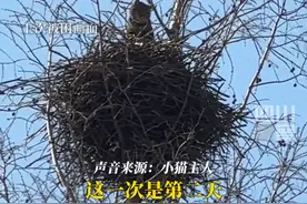 2月19日，江苏南京。#小猫爬上20米高树上猫占鹊巢 可是有去难回，为了救它下树主人也是大费周章……视频封面