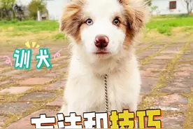 3个多月幼犬训练方法！ #边牧 #爱小狗的一百种方式 #万物可爱计划视频封面