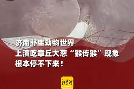 济南野生动物世界里猴子狂炫章丘大葱，已经出现“猴传猴”现象，根本停不下来视频封面