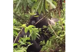 男人把黑猩猩从小养大，然后放生野外。五年后再次相遇视频封面