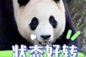 连续六天不营业的福宝精神大好！终于回归假孕前的调皮捣蛋状态视频封面