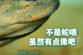 黄鳝
(学名：Monopterus albus)
是肉食性的凶猛鱼类视频封面