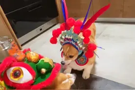 起猛了，狗都会用嘴打快板了，8月27日，山东，两只柯基吵架疯狂咬空气，网友：这两只狗是天津来的吗？#快板柯基 #狗狗 #萌宠日常记录 #动物的迷惑行为 #神奇动物在抖音视频封面