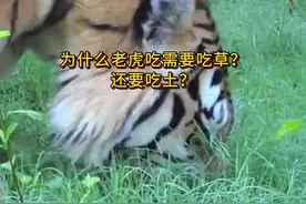 科普：为什么老虎需要吃草和吃土？ #老虎 #东北虎 #孟加拉虎视频封面