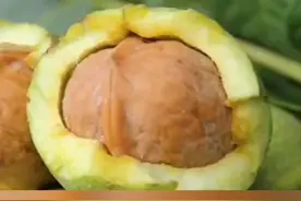 新鲜核桃仁和核桃皮的功效#小和宝典 视频封面