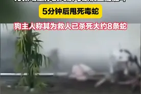 印度一户人家的比特犬为救幼童挣脱绳索与眼镜王蛇缠斗  5分钟后甩死毒蛇  狗主人称其为救人已杀死大约8条蛇