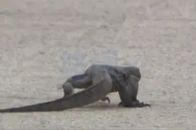 哥斯拉，你的出场很酷，但离场的样子也很狼狈🦎😆#f1 #蜥蜴 #哥斯拉视频封面