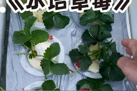水培草莓 省心省力省money的草莓种植方法，新手也能种好#草莓种植管理技术和方法 #记录我的种植生活 #水培植物视频封面