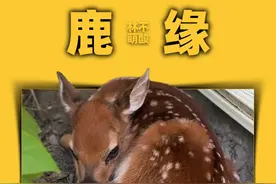 一只行跪拜大礼感谢恩人的小鹿 #野生动物零距离#人与动物发生感人的故事 #动物报恩#万物皆有灵性 #小鹿视频封面