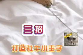 猫咪胆小？脱敏三招搞定，当然少不了冠能猫粮#记录猫咪日常 #萌宠好物 #新手养猫 #冠能猫粮视频封面