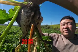 粉丝兄弟包六千亩地种甜菜能年入一二百万，看这设备投资也是不小视频封面