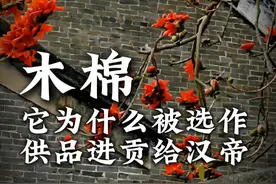 它为什么被选作供品进贡给汉帝？ 看到这朵花，广东人的DNA就动了！
枝头红焰烧云天，落地祛湿赛神仙！
三月的岭南，木棉花如约而至。
它被人们称为“岭南祛湿第一花“
在湿热的气候里，木棉花不仅是一道亮丽的风景线
更是岭南人生活中的瑰宝。
#木棉花  #岭南祛湿第一花  #一日一植物  #岭南文化  #抖音创作季视频封面