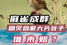 麻雀成群，打不了，赶不走，团灭自家大片谷子，谁来赔？#野生动物保护法 #普法#麻雀 视频封面