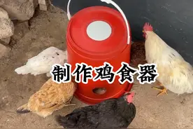 怎么制作喂食器，老伯利用废弃的垃圾桶制作了一个鸡食槽太牛了