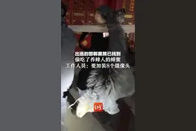 出逃的邯郸黑熊已找到，偷吃了养蜂人的蜂蜜，工作人员：要加装8个摄像头视频封面