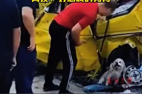 （原创采访）高速路上多车追尾，宠物狗守护受伤主人，网友：好忠诚的狗狗#高速公路 #大货车 #狗狗 #狗子护主 #感动瞬间视频封面