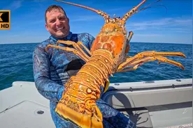 巨型澳龙：国外壮汉潜水捉大龙虾，轻松月入百万！视频封面