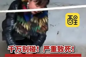 千万别碰！严重致死！上海多地惊现南美“巨型老鼠”！“根本不怕人，体型比兔子还大！”（编辑：王慧君；责编：黄燕飞；素材来源：滁州市广播电视台）#老鼠  #疫情  #健康科普  #老百姓关心的话题  #上海  有这些症状要警惕诺如病毒视频封面