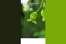 蒲桃，你们有吃过吗 #你吃过吗 #初夏的味道 #植物 视频封面