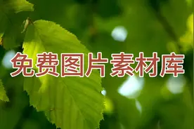 5个超好用的免费图片素材网站，建议收藏！

1、菜鸟图库
2视频封面