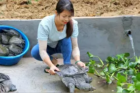 新的鱼塘总算建成，在里面养上一群乌龟并为菜园豆角搭架子视频封面