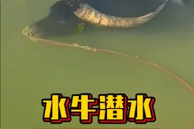 为什么水牛吃草的时候会突然间停下来 #神奇动物在抖音 #动物的迷惑行为#有趣 #解压 #解压视频