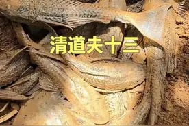 埋掉的清道夫真的会雨后重生吗？今天咱们“开棺验尸” #dou来广东百千万 #清道夫 #新农人计划2025 #我的乡村生活