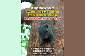 6月12日，浙江杭州。#官方通报西湖松鼠被恶意拔断尾巴 ：46岁男子粗暴拖拽松鼠尾巴，导致其尾部断裂，负伤逃离。有关部门将依法对男子作出严肃处理。视频封面
