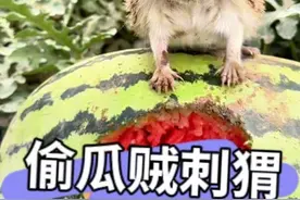 刺猬一家偷瓜上瘾，被抓后竟干这事。#内容启发搜索 #神奇动物在抖音