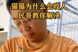 猫猫为什么会咬人，民哥教你解决！ #野猫  #猫咪 #训猫日常 #训猫  #流浪猫
