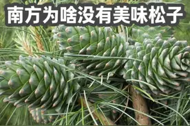 为什么南方的松塔里没有脆香美味的松子？ #来伊份