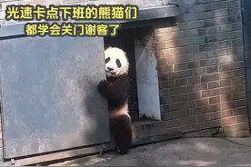 光速卡点下班的熊猫们，都学会关门谢客了，还有爷爷牌专车接送