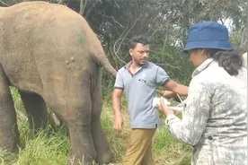 这头大象病了，象腿上肿了个超大脓包，得赶紧帮忙治疗！