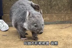 拉方形粑粑的小可爱，袋熊！他能一屁股坐死你