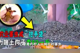 农村常见的蝼蛄，害虫变“美食”卖90一斤！它怎么变抢手货了？视频封面
