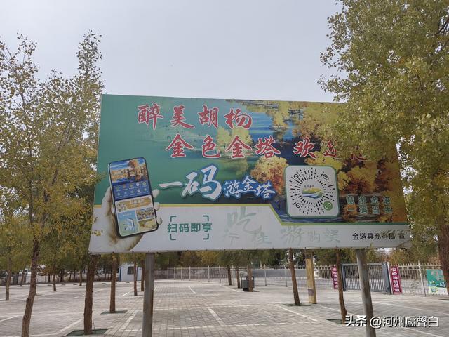 金塔胡杨林