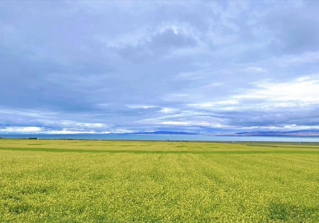 夏日里的青海湖 :花正黄,水正清,天正蓝…