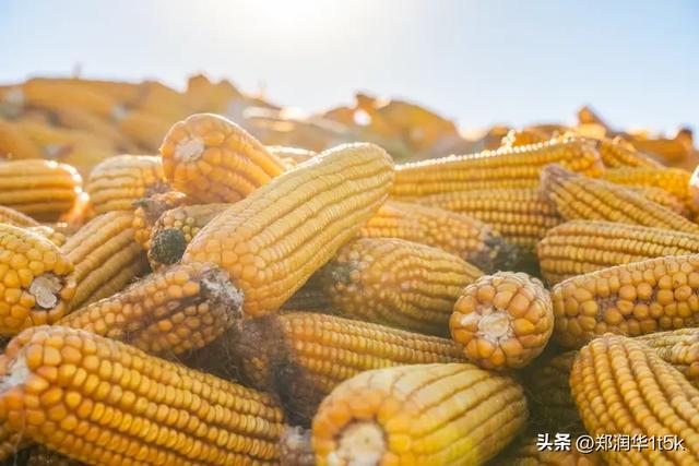 雨水天气玉米收获晾晒难咋办