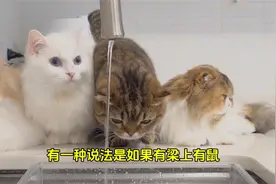 猫咪尾巴短，是被虐待了？视频封面