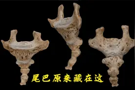 人体尾巴原来藏在这，尾骨