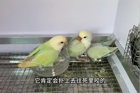 拿出来手养十几天，看看鸟宝宝还认不认得鸟妈妈视频封面