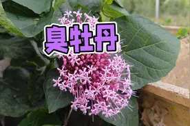 揭秘臭牡丹：全株闷臭，却是家中宝，男人女人都可以用它煲汤喝！