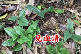 见血清，“见血就清”，遇到挖回家！你知道它的用途吗？