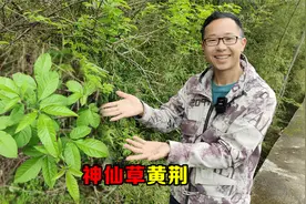 黄荆被称为“神仙草”，这3大妙用太厉害了，一起认识了解下