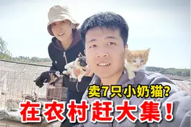 回村后带着7只小奶猫，30一只去农村大集上卖，能赚多少钱？视频封面