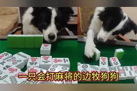 会打麻将的边牧，估计它是上辈子发誓再打麻将下辈子就是狗的人