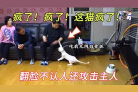 猫咪被主人背叛后性情大变，对养了自己三年的主人展开疯狂报复视频封面